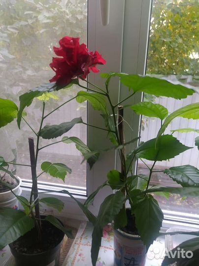 Гибискус китайская роза