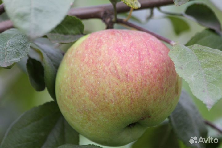 Саженцы яблони.груши.сливы малины.абрикосов и др