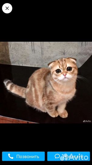 Шотландский кот вязка