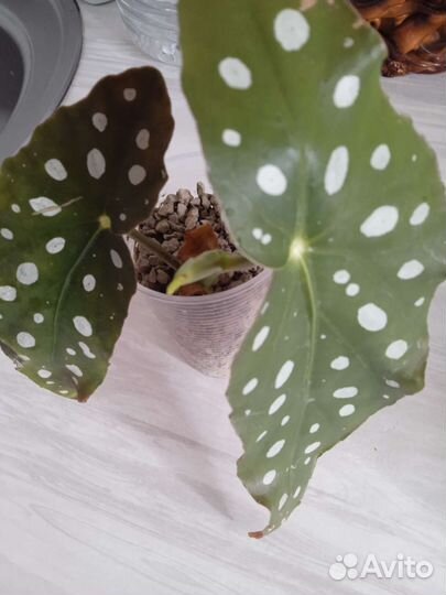 Бегония макулата