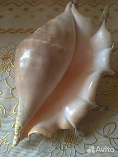 Морская ракушка