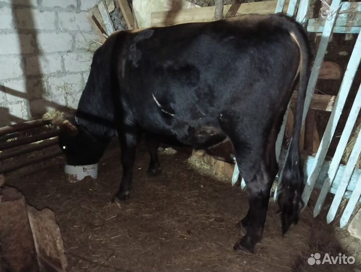 Телята бычки