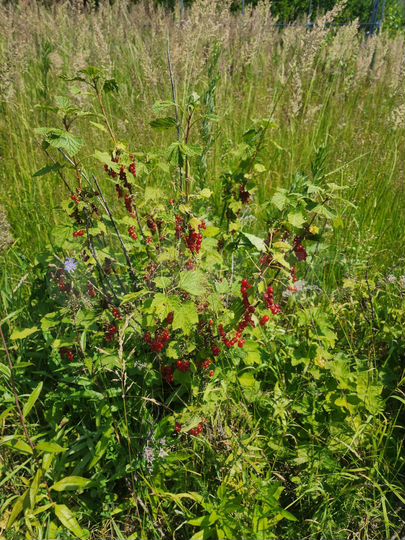 Дом 42 м² на участке 30 сот.