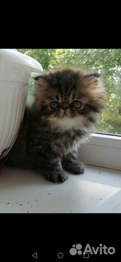 Персидский кот