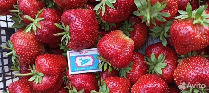 Клубника Гигантелла рассада