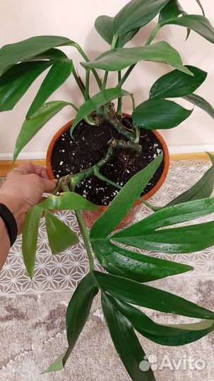 Филодендрон Хвост дракона