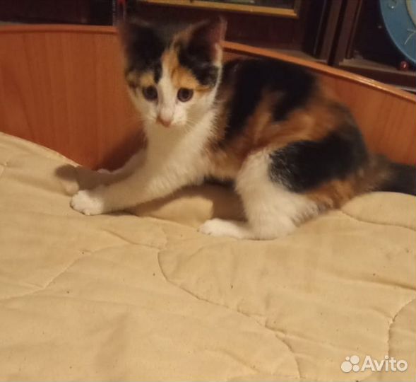 Котенок, трехцветка