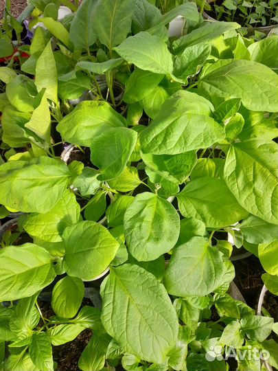 Рассада томатов.перцев.баклажанов