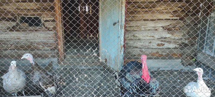 Гуси, утки, индюки