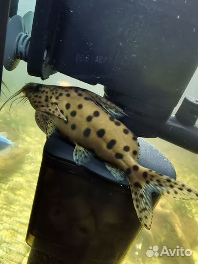 Сом синодонтис