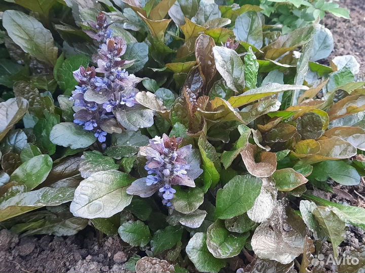 Разные многолетники для сада