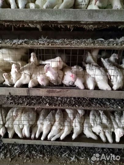 Куры молодки несушки