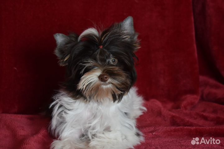 Цветной йорк - зефир в шоколаде