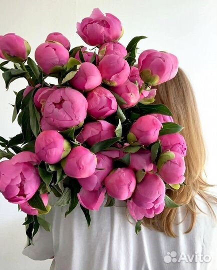 Пионы Голландские опт