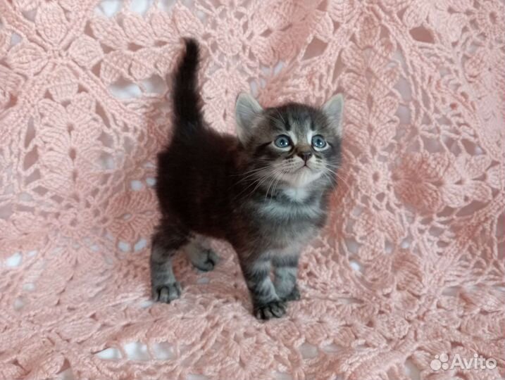 Котенок мальчик