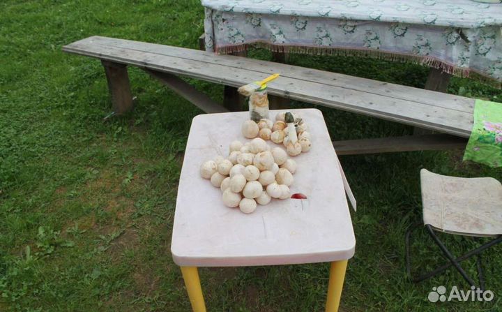 Гриб веселка