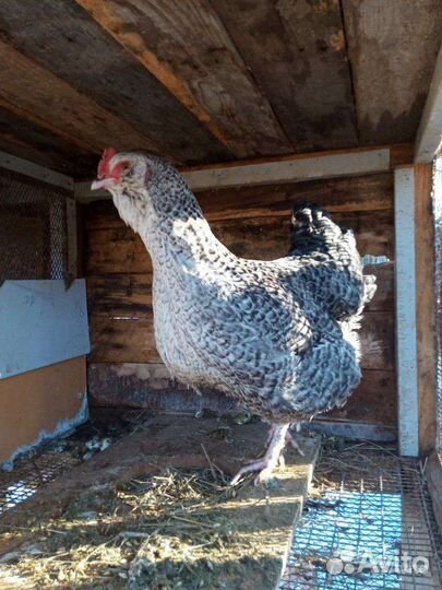 Куры Украинская Ушанка Карликовые куры мильфлер