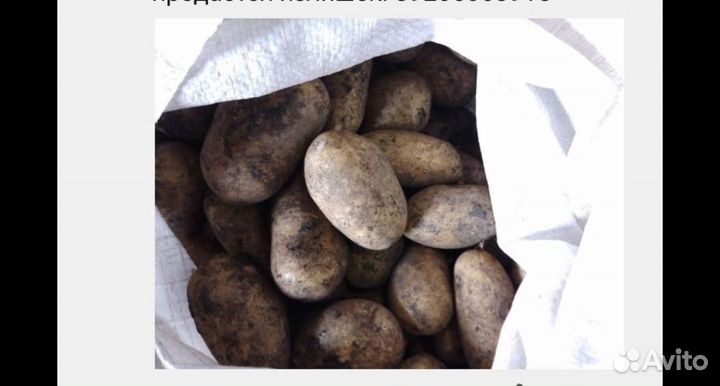 Продам картофель