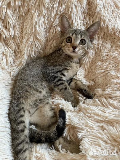 Спасите Симбу