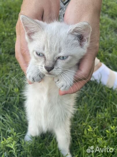 Кошки в добрые руки