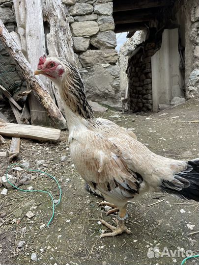 Бойцовая кура