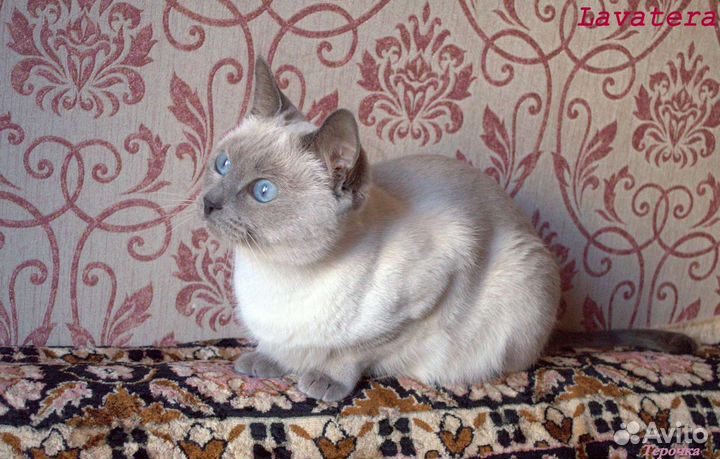 Тайская кошка