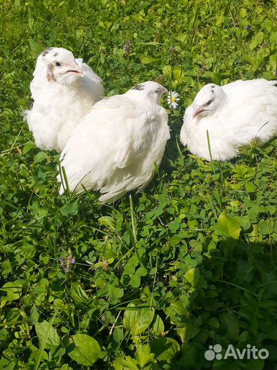 Инкубационное яйцо техасских перепелов