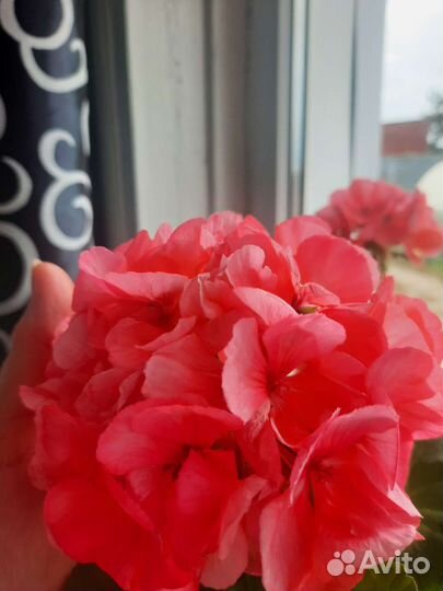 Пеларгония