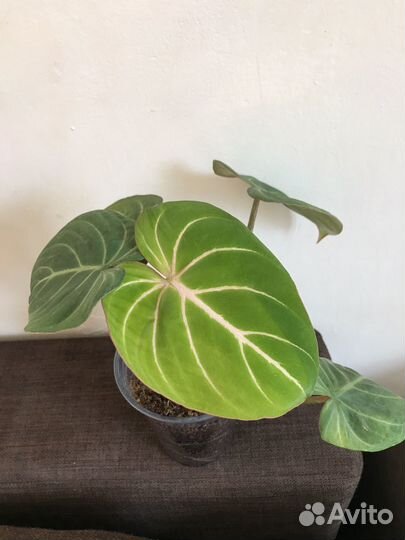 Филодендрон Глориозум Верде (Тайланд)