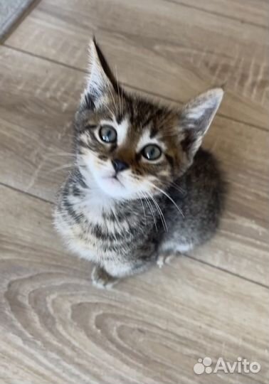 Котята, Девочки Чаузи ф4