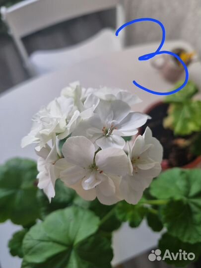 Пеларгония герань