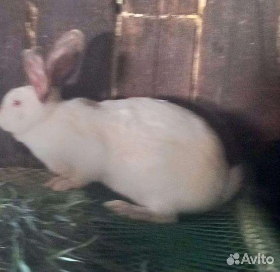 Кролики разной породы