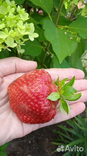 Растения для сада