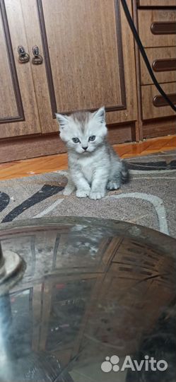 Британские котята