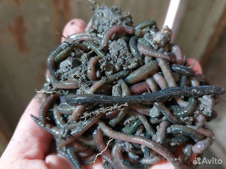 Черви зеленые