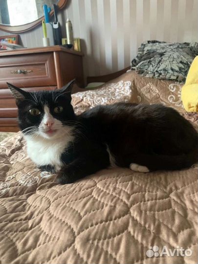 Кошка в дар