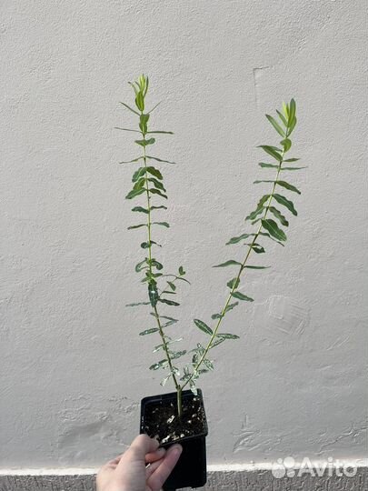 Ива Хакуро нишики-Розовый фламинго