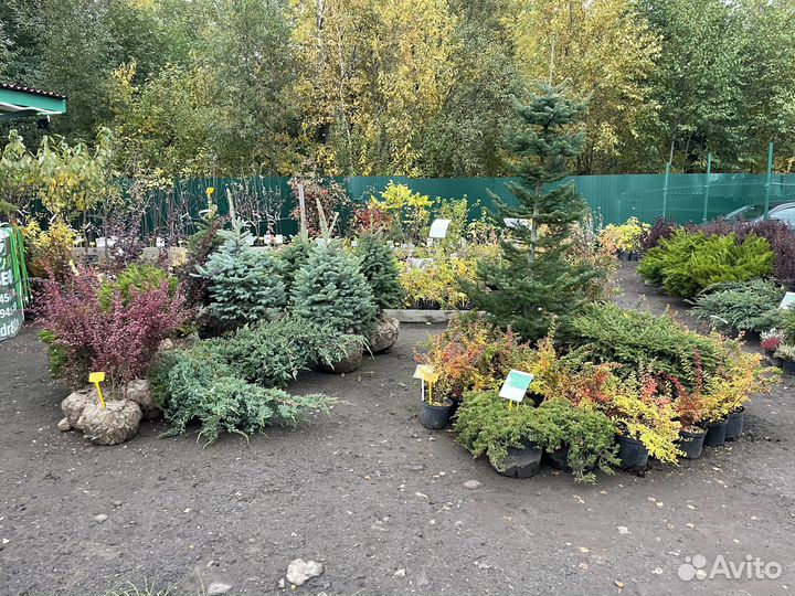 Саженцы. Деревья и кустарники. Зеленогорск