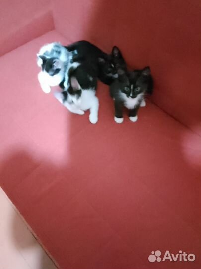 Котята в добрые руки