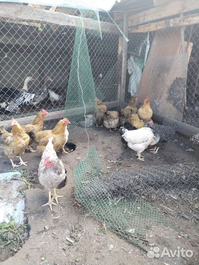 Индюк,индоутки,семья гусей,инкубационное яйцо