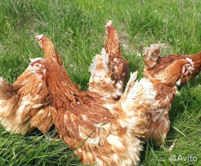 Курица несушка молодняк