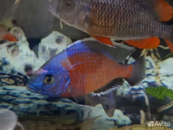 7 шт осталось Отличный Копадихромис Каданго