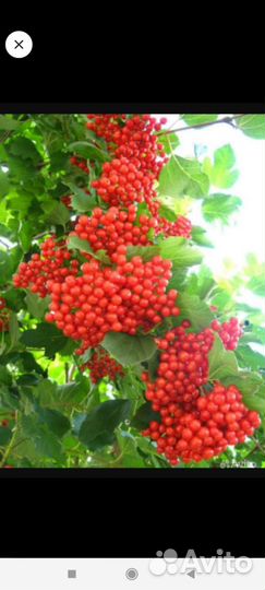 Саженцы Калины