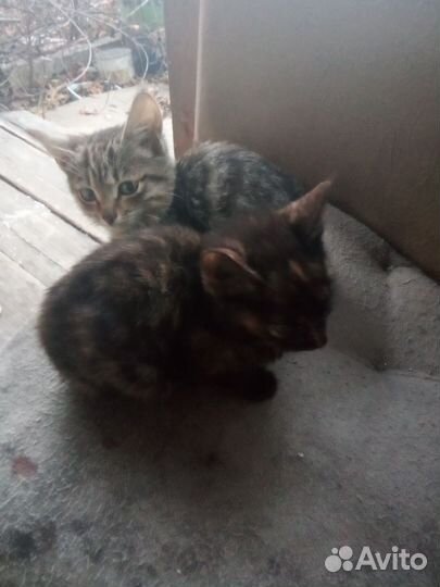 Кошка в дар бесплатно