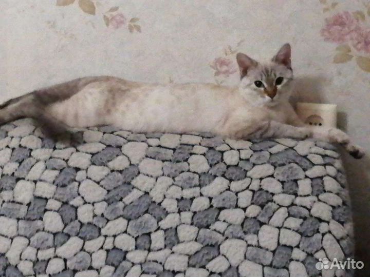 Кошка в дар бесплатно