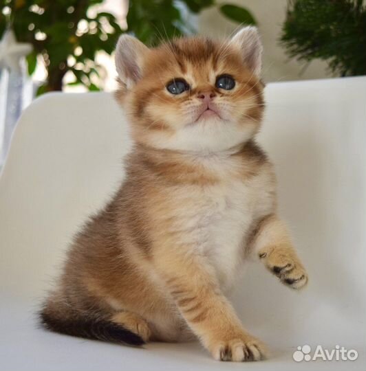 Шотландские котята