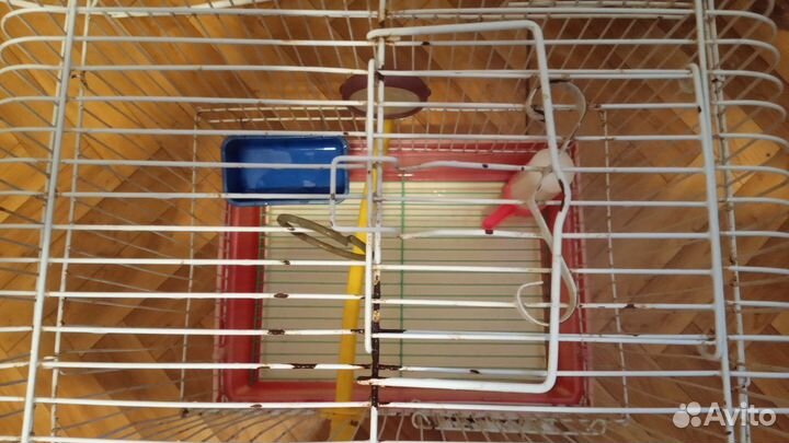 Клетка для попугая корелла