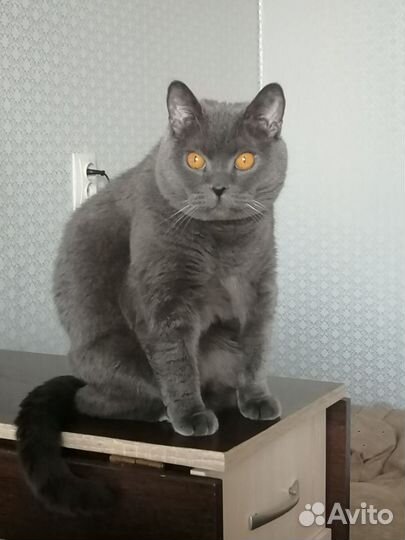 Британский кот Маффин,3 года, кастрирован и привит