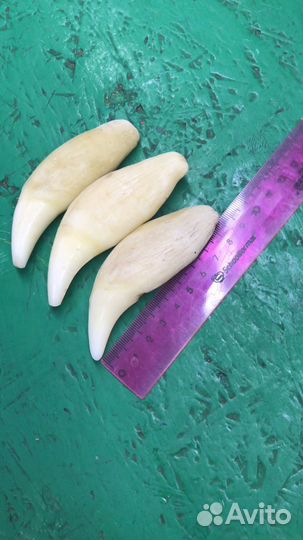 Клык медвежий (реплика)