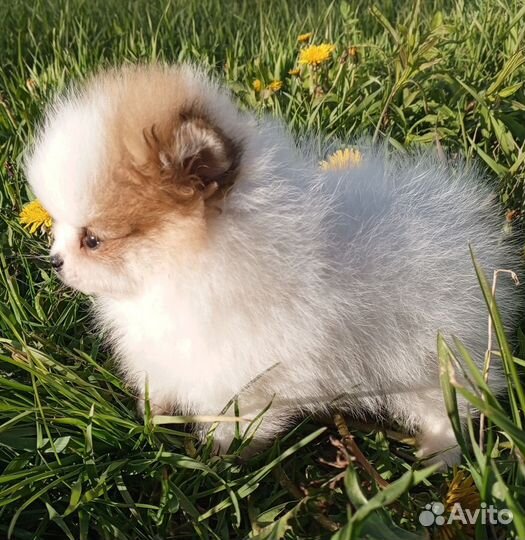 Померанский шпиц мини